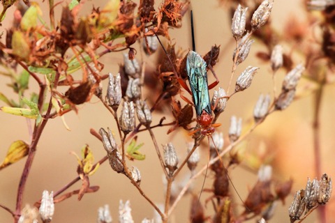 Ichneumon Wasp (Lissopimpla excelsa) (Lissopimpla excelsa)